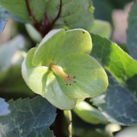 Ivory Prince Hellebore